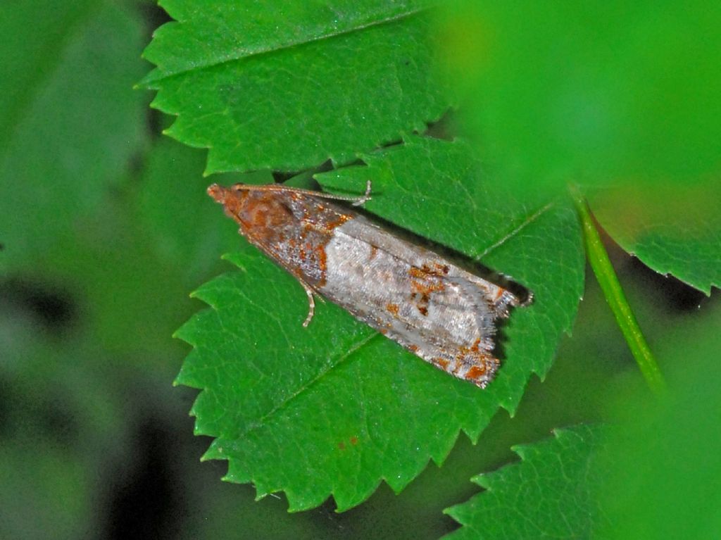 Tortricidae ID